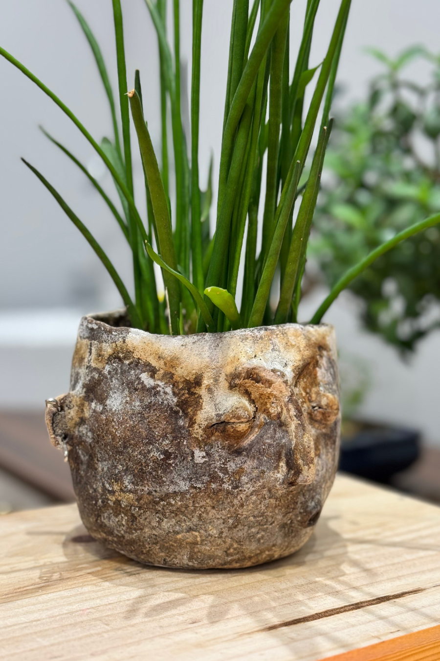 "Bob" Céramique 'Small Faces' Plante  - Tina Schwizgebel