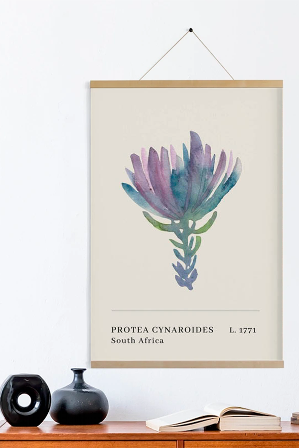 Illustration 'Portea Cynaroides' 40x50cm - Julie Thomas